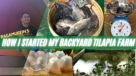 HOW I STARTED MY BACKYARD TILAPIA FARMING - YouTube