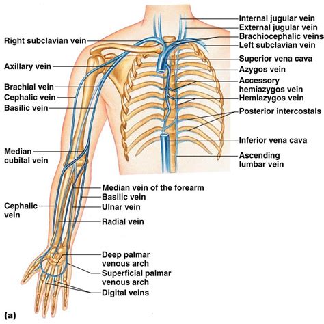 CLASS BLOG: BIO 202 Arteries and Veins KEY