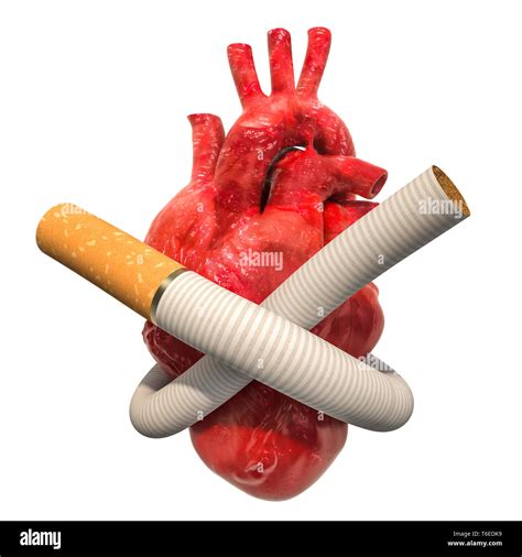 Heart disease from smoking, concept. Cigarette tied in a knot around human heart. 3D rendering ...