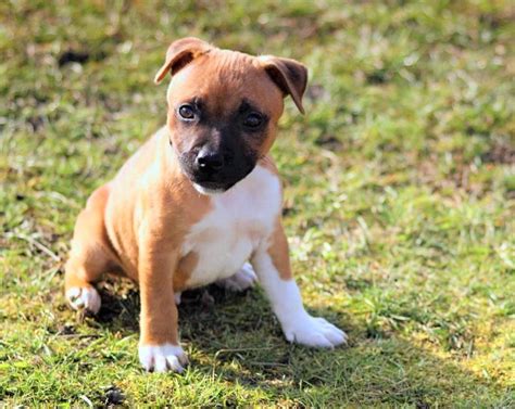 Is a Staffy a Good Family Dog? - Iconic Paw