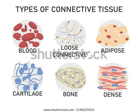 Connective Tissue Labeled Diagram