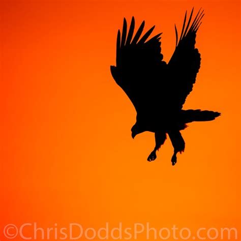 Bald Eagle Silhouette — Nature Photography Blog