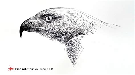 HOW TO DRAW A HAWK´S HEAD - Drawing with ink - YouTube