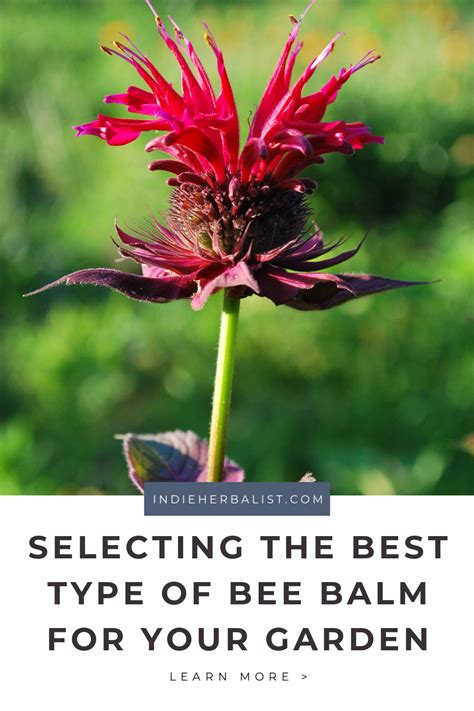 This article by herbalist Agatha Noveille explains the different types of bee balm and how to ...