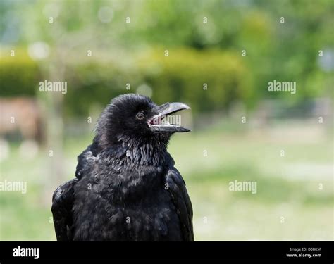 Raven closeup hi-res stock photography and images - Alamy