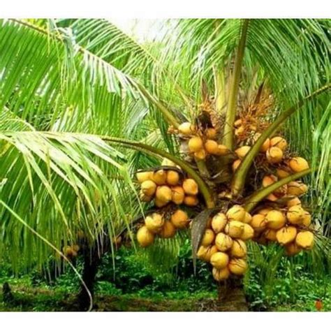 Coconut Tree at Rs 60/plant | Fruit Tree in Kolkata | ID: 19462084555