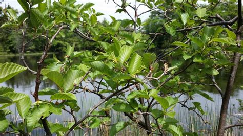 Speckled Alder - Alnus Rugosa | Deciduous Shrubs | Cold Stream Farm