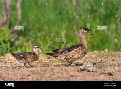 Wood duck hen and her duckling in northern Wisconsin Stock Photo - Alamy