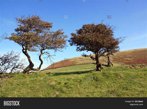 Wind Blown Trees Stock Photo & Stock Images | Bigstock