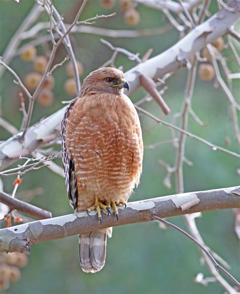 Creature Feature: Red-shouldered Hawk (Buteo lineatus) - Columbus Audubon