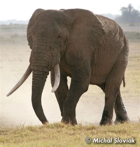 East African Bush Elephant | Animals Wiki | Fandom