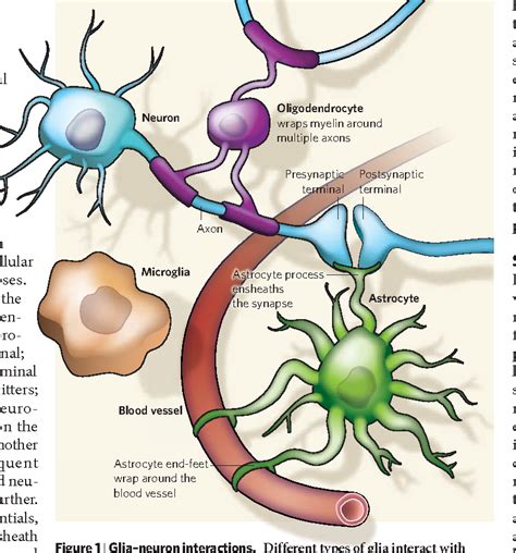 Neuroscience: Glia — more than just brain glue | Semantic Scholar