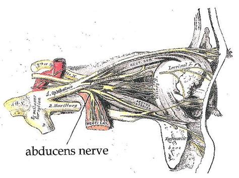 Pictures Of Abducent Nerve