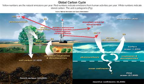 Lab 4: The Carbon Cycle (Part 2)