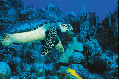 A Guide to Snorkeling the Belize Barrier Reef | Island Expeditions