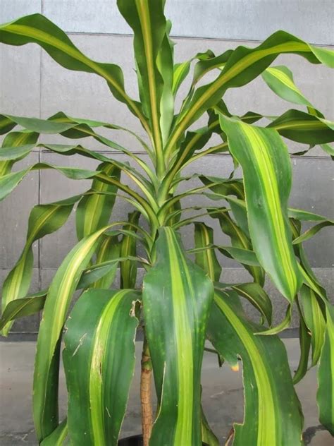 Dracaena fragrans - Alchetron, The Free Social Encyclopedia