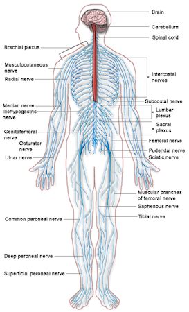 Peripheral Nervous System Definition, Function & Parts - Lesson | Study.com