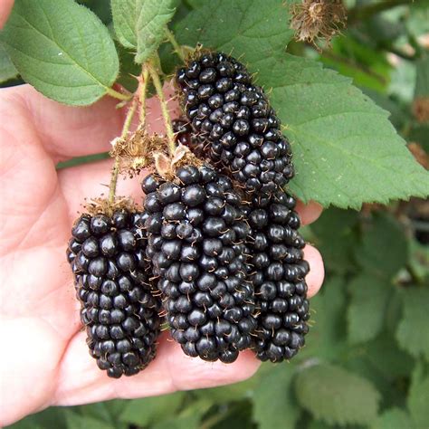 Fruit Warehouse: Blackberry ( Rubus argutus )