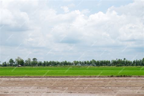 Premium Photo | Landscape green rice farm view with cloud sky