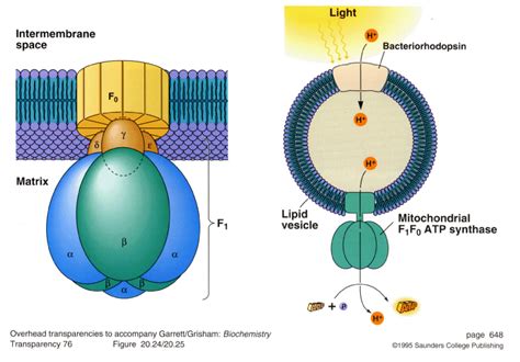 Bacteriorhodopsin