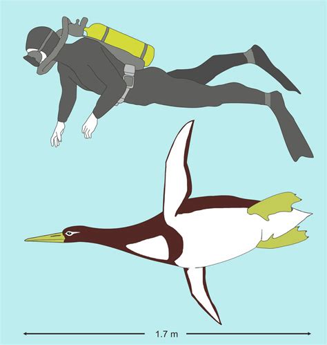 Giant Prehistoric Penguin Fossil Found in New Zealand | Sci.News