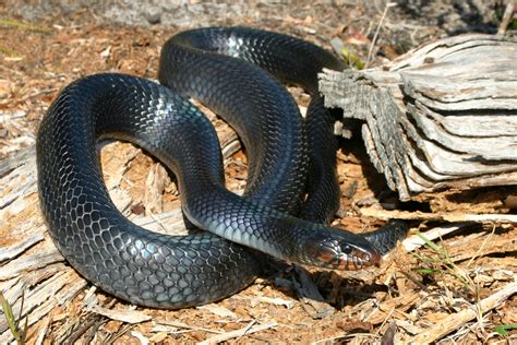 Eastern Indigo Snake – Florida Snake ID Guide