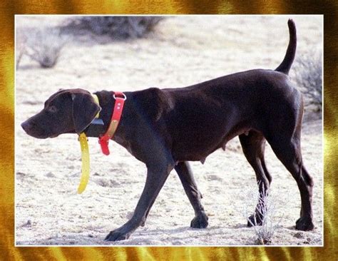 Solid Liver Female German Shorthaired Pointer ~ "Kokeb" | German shorthaired pointer, Bird dogs ...