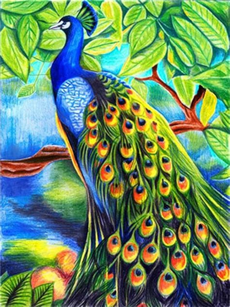 Update more than 71 peacock sketch with colour best - seven.edu.vn