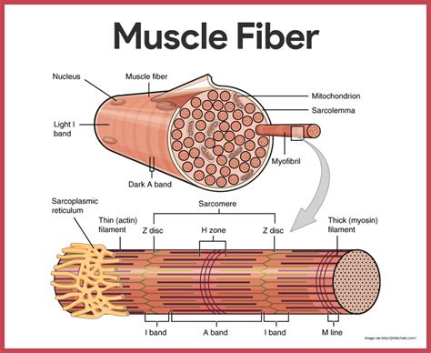 Muscular System Anatomy and Physiology - Nurseslabs Gross Anatomy ...