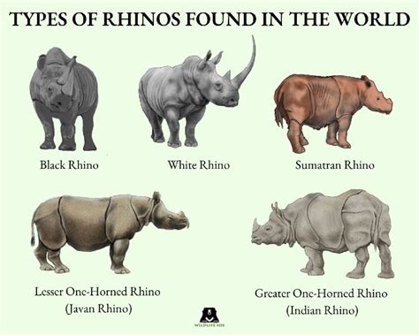 Javan Rhinoceros Horn