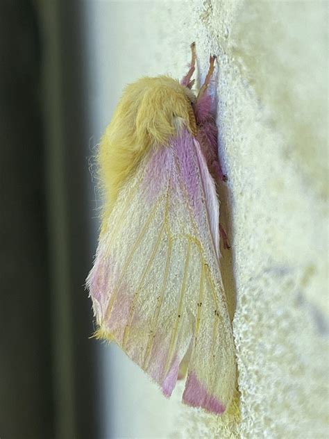 Minnesota Seasons - rosy maple moth