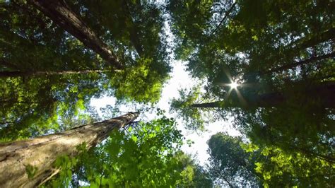 zauberhaft 4k Frühling niedrig Winkel Schuss sonnendurchflutet Redwood Wald Bäume im ihr ...