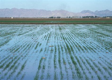 File:LevelBasinFloodIrrigation.JPG - Wikipedia, the free encyclopedia