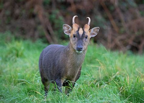 Muntjac Deer - The British Deer Society