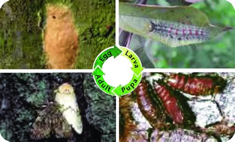 Life cycle of the gypsy moth including egg 76 , larvae 40 , pupae 47... | Download Scientific ...