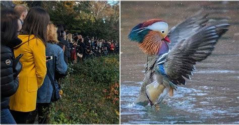 People Are Lining Up To See Central Park's Rare Mandarin Duck (Photos)