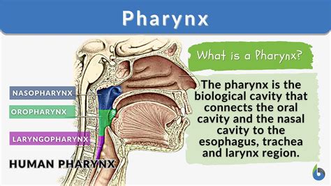 Pharynx Larynx Trachea Esophagus