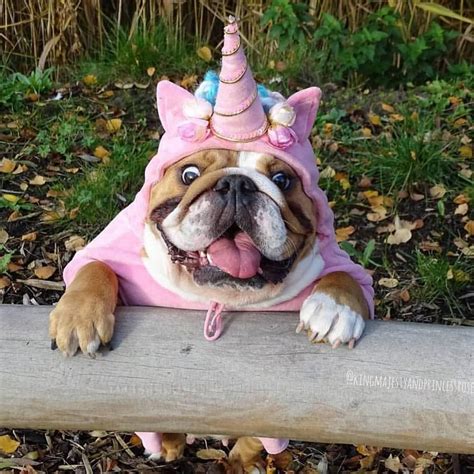 NATIONAL UNICORN DAY!!! Cute Puppies, Cute Dogs, I Love Dogs, Corgi ...