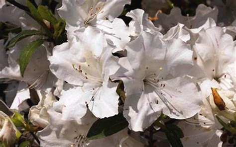 Encore Azalea Rhododendron Autumn Ivory | Stone Brothers