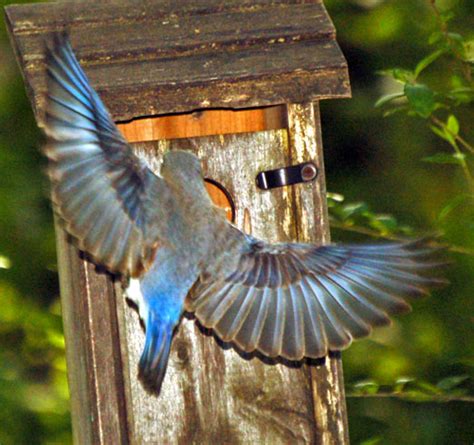 Earth Day 2009: A Bluebird Feeding Show | The Locust Fork News-Journal