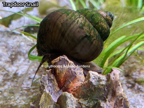 Pond Snails - Trapdoor Snails - Vivaparous Malleatus