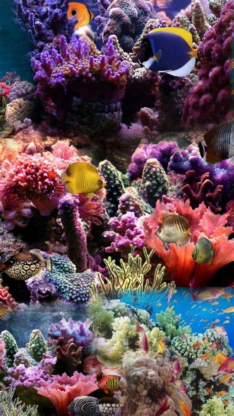 Coral Reef Phone Wallpapers - Top Free Coral Reef Phone Backgrounds ...