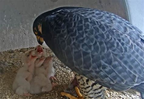 Falcons nesting on N.J. courthouse welcome 4 chicks. You can tune in to see the happy family ...