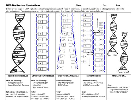 Dna Replication Diagram To Label