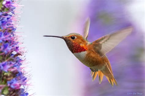 Colibrí Fondos de pantalla, Fondos de escritorio | 2048x1365 | ID:569352