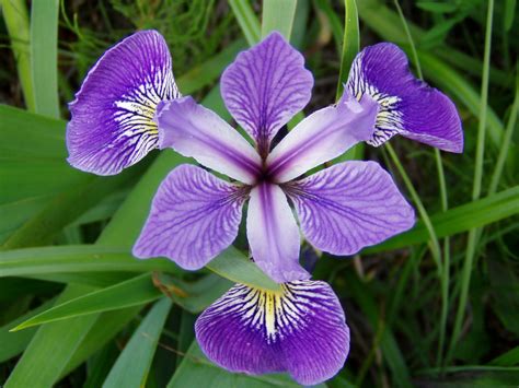 Fichier:Iris versicolor 4.jpg — Wikipédia