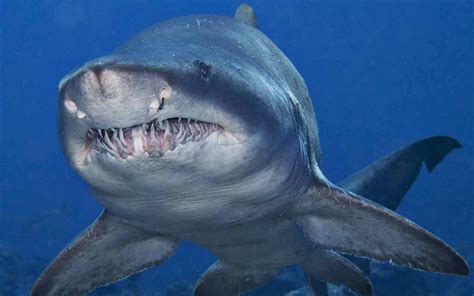 Bull Shark (Carcharhinus leucas), Bull sharks are aggressive, they are ... | Balena, Animali, Squalo