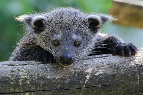 The binturong - ABConservation