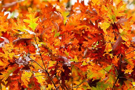 White oaks dazzle no matter the season | White oak tree, White oak leaf, White oak