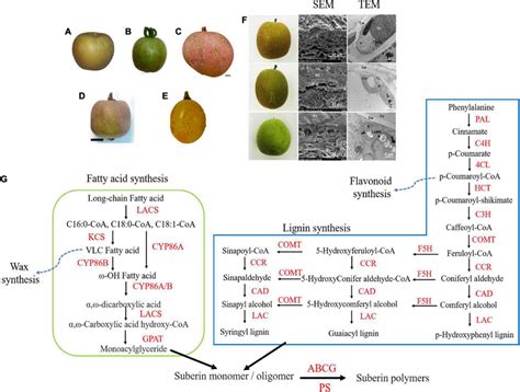 | The russet symptoms of different fruits and the proposed model of ...